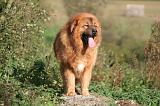 DOGUE DU TIBET 593